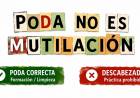 Poda responsable: cuidar hoy para tener árboles sanos mañana