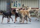 El drama de los perros en la calle. “No contamos con la colaboración de la gente cuando los vamos a buscar” 